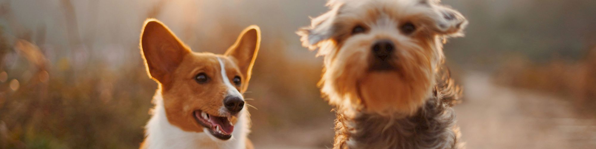 Two dogs on a sunny path, one beagle-like smiling, a fluffy gray-brown dog in the background, both enjoying a cheerful moment.