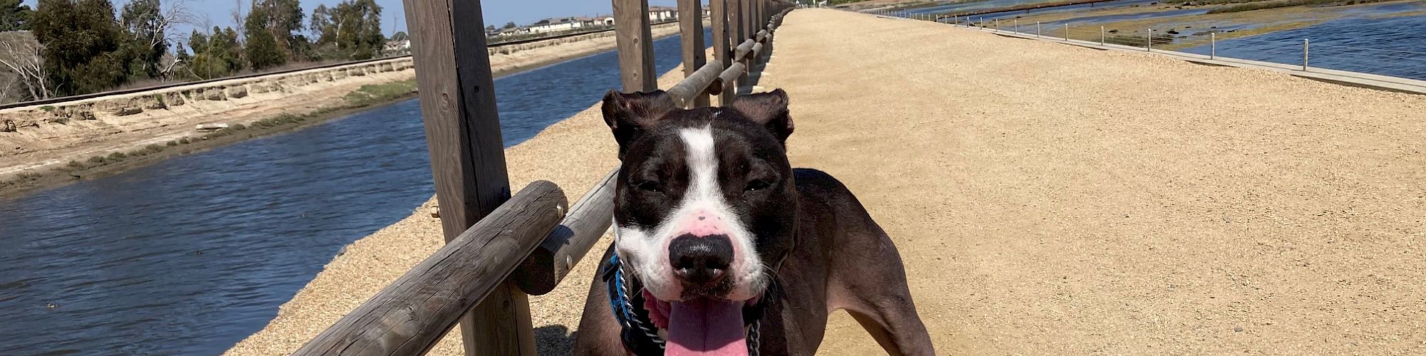 A happy dog on a leash walking along a sunny riverside path with a wooden railing and clear blue sky.