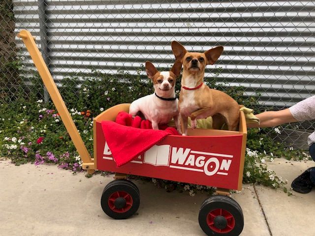 Two dogs sit in a red wagon labeled &ldquo;WAGON,&rdquo; pulled by a person off to the side, with a fence and flowers in the background.