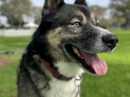 A cheerful husky mix dog with a red collar in a sunny park, tongue out, ears up, black and white fur, green grass background, blue sky.
