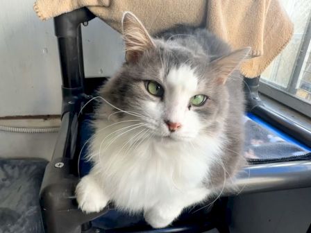 A fluffy gray-and-white cat with green eyes sits on a window sill, looking curiously at the camera, with a beige blanket draped behind it.