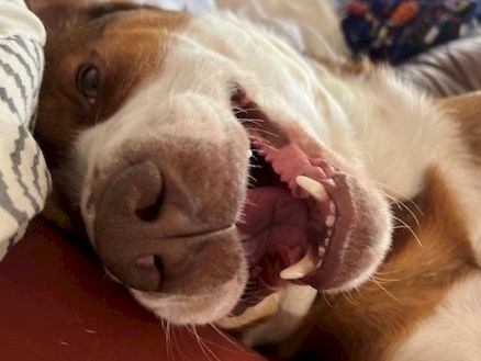 A smiling dogجر lying on its side, nose close to the camera, showing teeth and a goofy, joyful expression, cozy under blankets.