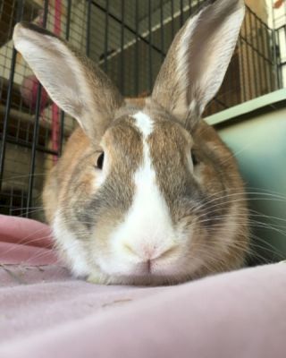 A close-up of a brown and white rabbit resting on a pink blanket, with ears upright, inside a cage.