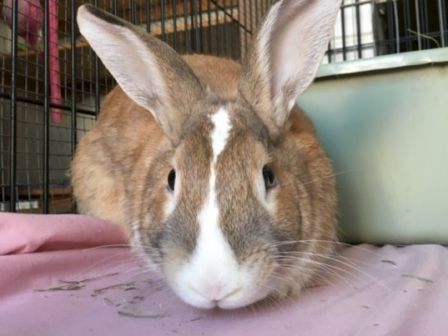A fluffy brown-and-white rabbit sits on a pink blanket inside a cage, facing the camera with big ears upright.