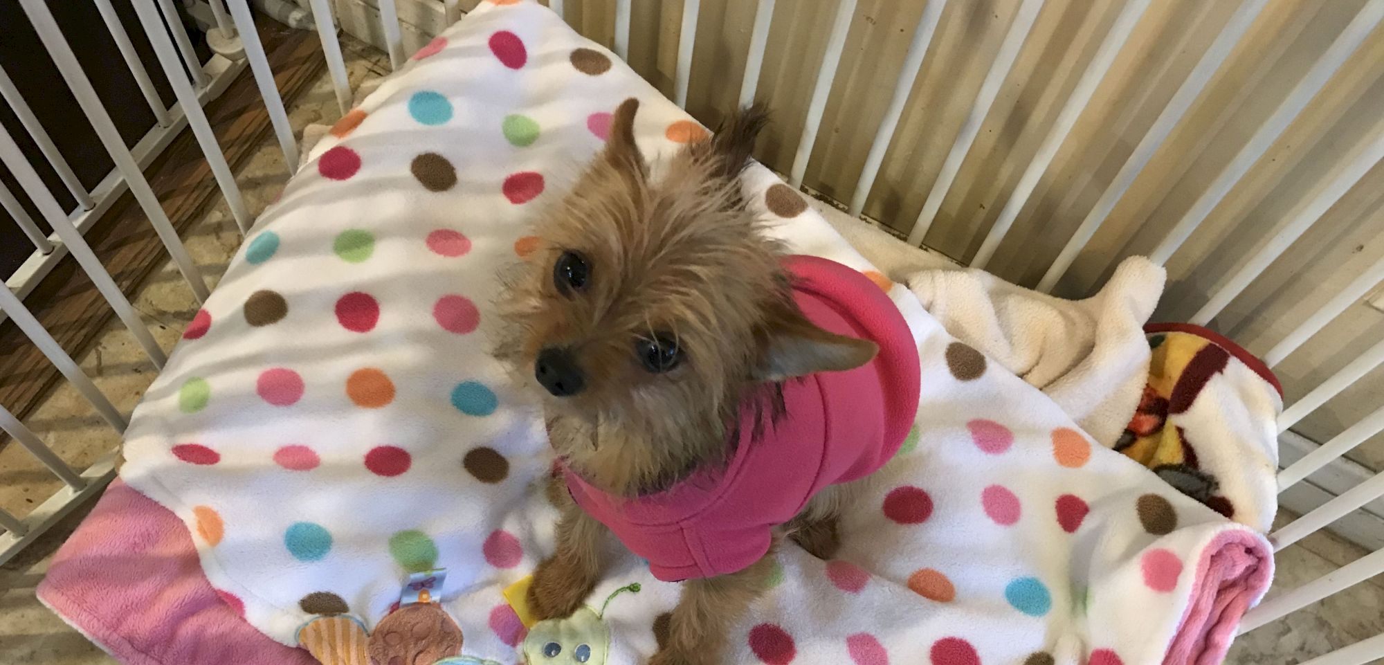 Animal Assistance League of Orange County