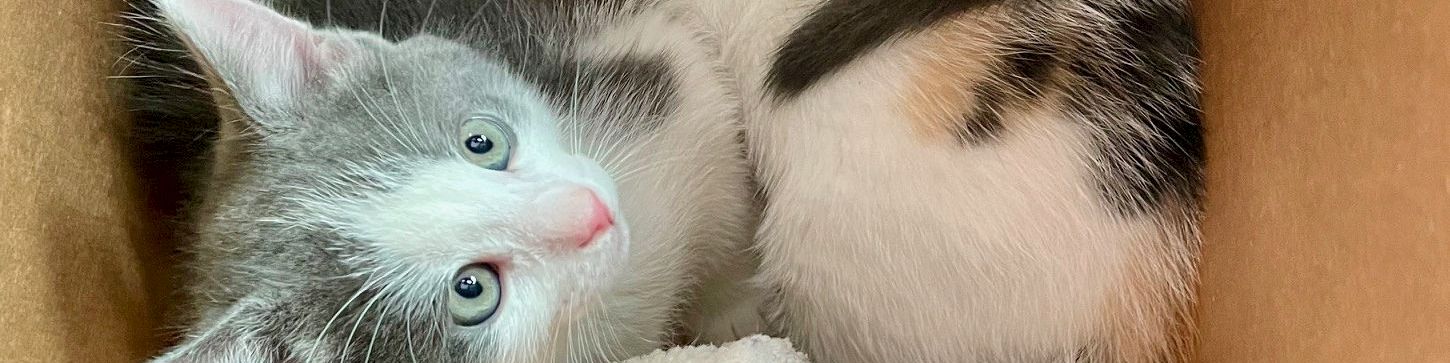 A box full of adorable kittens: a calico yawns, a gray tabby smiles, a pale blue-gray gazes up, and a shy orange kitten snuggles in.