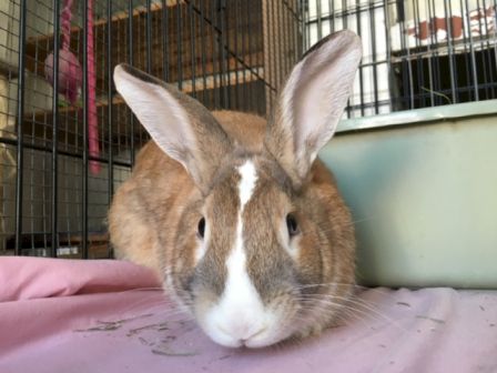 A close-up of a brown and white rabbit resting on a pink surface inside a cage.