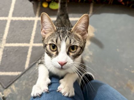 A curious tabby cat with white face and paws sits on a person's knee, looking up with big eyes on a tiled floor.