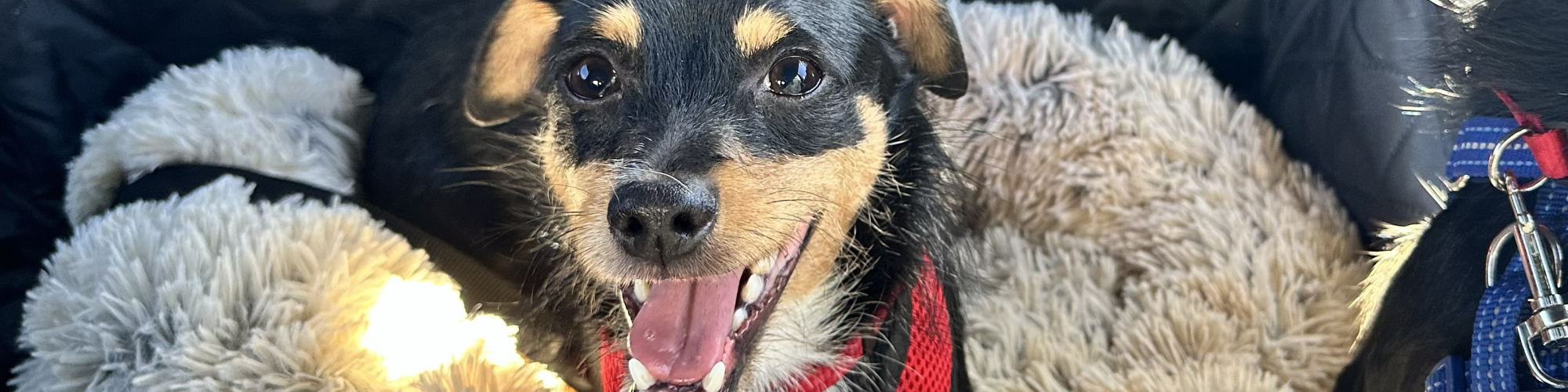 Animal Assistance League of Orange County