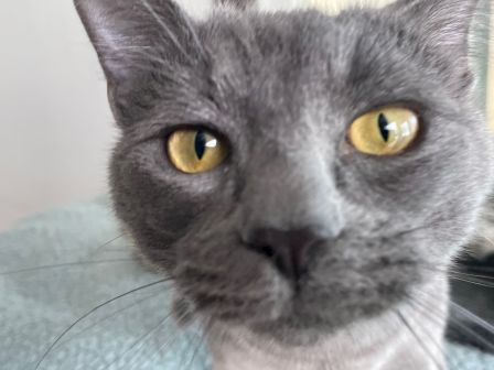 A close-up of a gray cat with striking yellow eyes staring intently at the camera, whiskers visible, soft fur and a calm expression.