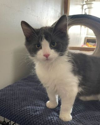 A cute gray and white kitten with pink nose standing on a textured blue mat inside a play tunnel.