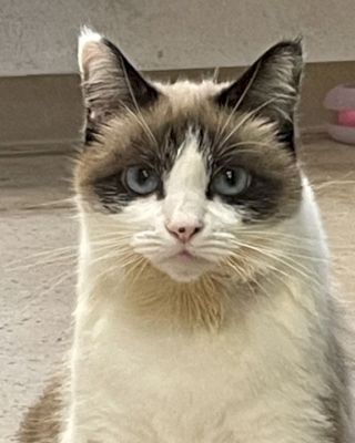 A fluffy, grumpy-looking cat with white fur and dark facial markings sits indoors, gazing at the camera.