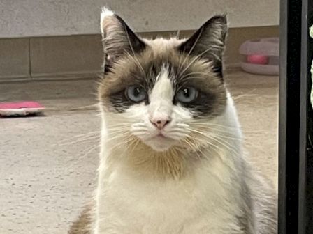 A fluffy, grumpy-looking cat with white fur and dark facial markings sits indoors, gazing at the camera.