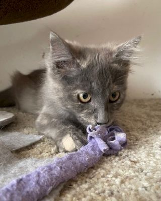 A gray kitten hiding under furniture, playfully biting a purple stuffed toy on a beige carpet, wide-eyed and curious.