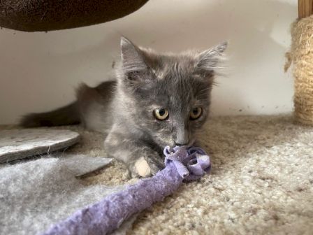 A gray kitten hiding under furniture, playfully biting a purple stuffed toy on a beige carpet, wide-eyed and curious.
