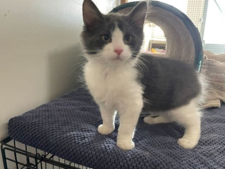 A cute black-and-white kitten with a pink nose stands on a knitted mat atop a wire cage, near a curved cat tunnel.