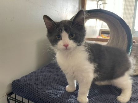 A fluffy gray and white kitten stands on a blue mat inside a cozy enclosure, looking eagerly at the camera.