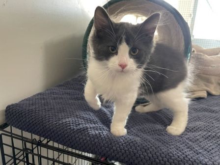A fluffy black-and-white cat with a pink nose sits on a dark blue mat on a cage shelf, looking at the camera.