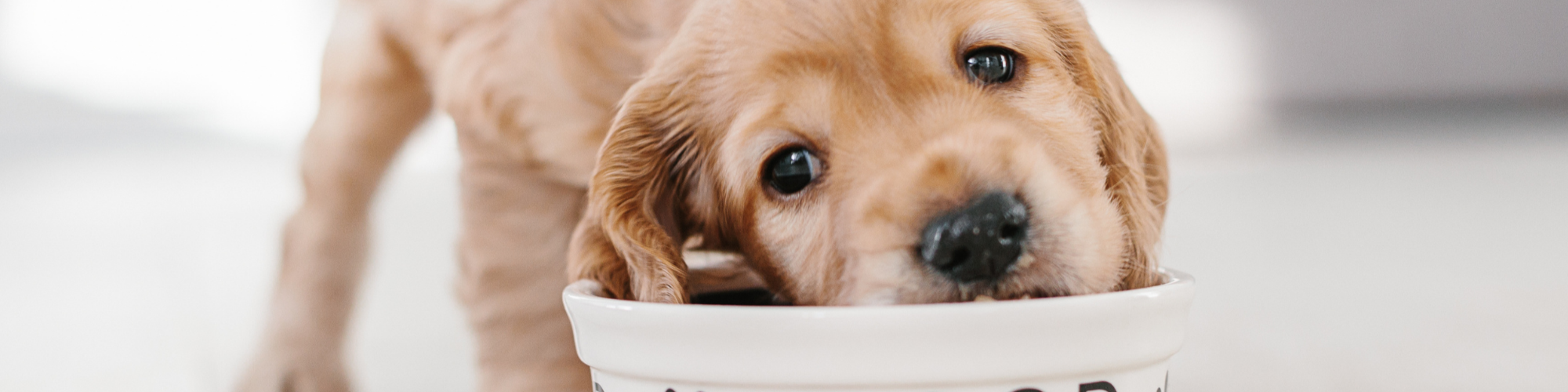 A cute golden retriever puppy drinking from a white bowl labeled &ldquo;FOOD&rdquo; on a light floor. Ends with a period.