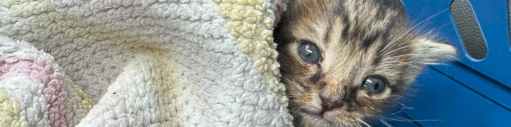 A tiny kitten hiding under a soft blanket in a blue basket, wide eyes peeking out, seeking warmth and safety.