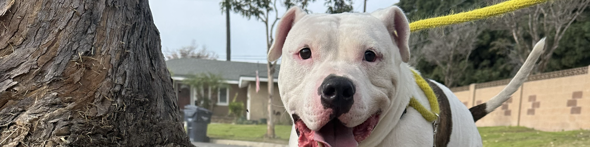 A friendly white pit bull mix on a leash beside a tree, panting happily with a pink tongue out, in a suburban street scene.