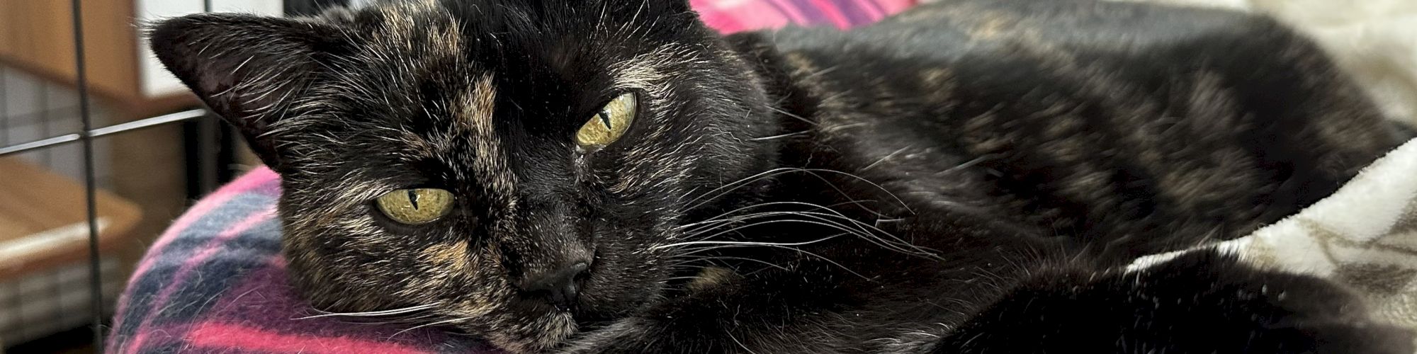 A black tortoiseshell cat lounging on a pink plaid blanket inside a crate, looking relaxed with green eyes.