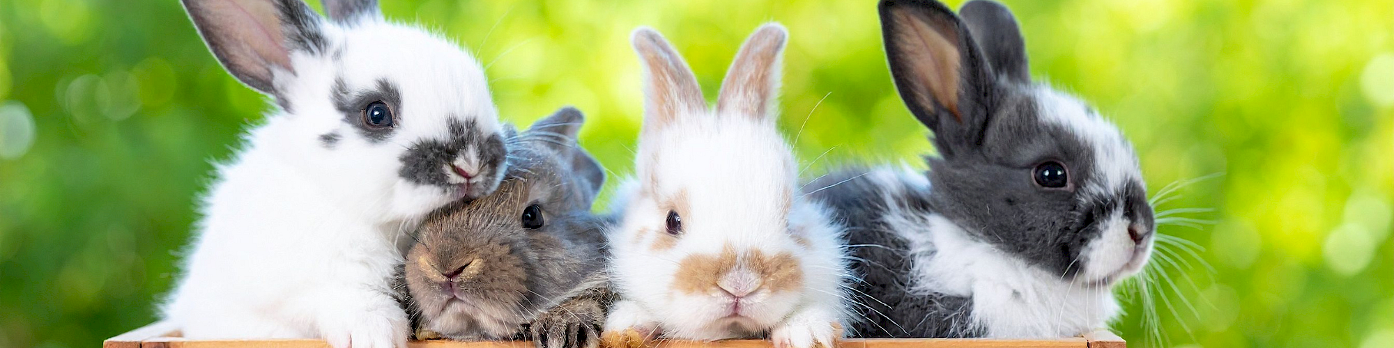 Four fluffy rabbits sit in a wooden crate, peeking over the edge with curious expressions in a sunny green garden.