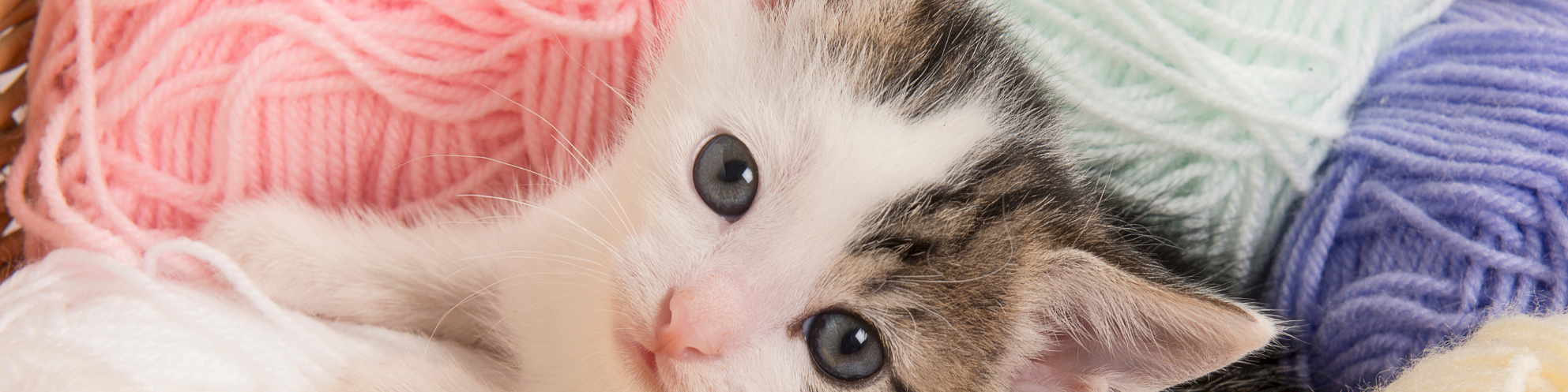 A cute kitten nestled among pastel yarn balls in a basket, with pink, mint, yellow, purple, and white skeins surrounding it.
