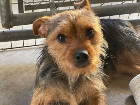 A small terrier mix with scruffy brown and black fur, floppy ears, and a curious, friendly gaze, lying on a concrete floor by a metal fence.