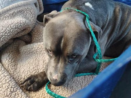 A sad-looking dog resting on a fluffy beige blanket with a green rope tether, mouthing and gazing downward, possibly waiting for care.