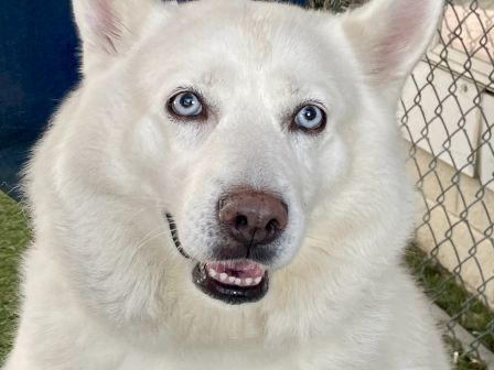 A white husky with heterochromatic eyes (one blue, one yellow) smiles softly in front of a chain-link fence.