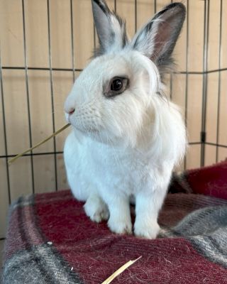 A fluffy white rabbit with gray ears sits on a red and gray blanket inside a cage, looking off to the side.