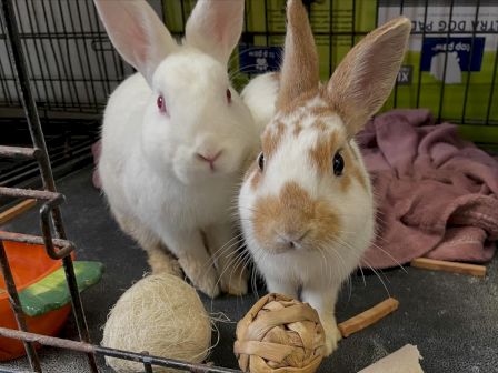 Animal Assistance League of Orange County