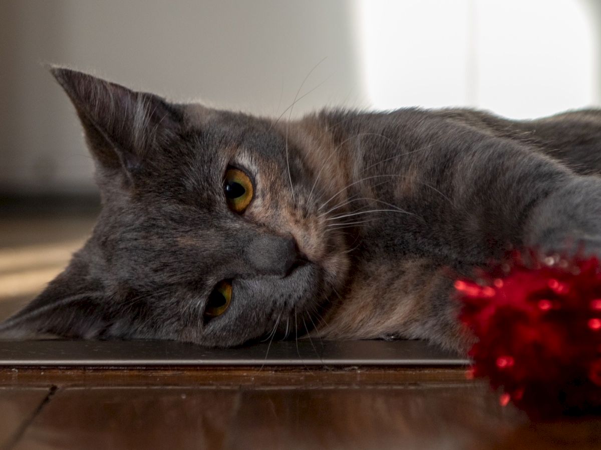 A grey cat lies on a wooden floor, eyes half-open, resting near a red fuzzy object, indoors with soft light&mdash;quite relaxed and cozy.