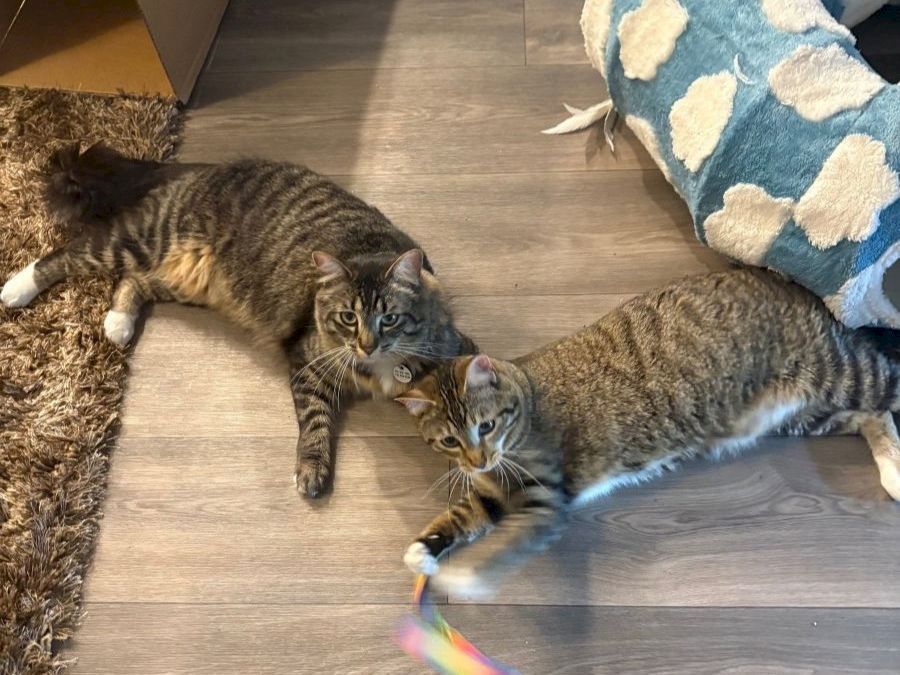 Two playful tabby kittens on a wooden floor, one reaching for a colorful toy while the other watches, near a blue pillow.