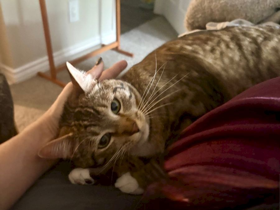 A brown tabby cat is lying on a person&rsquo;s lap, head resting, being petted lovingly, with a cozy indoor setting in the background.