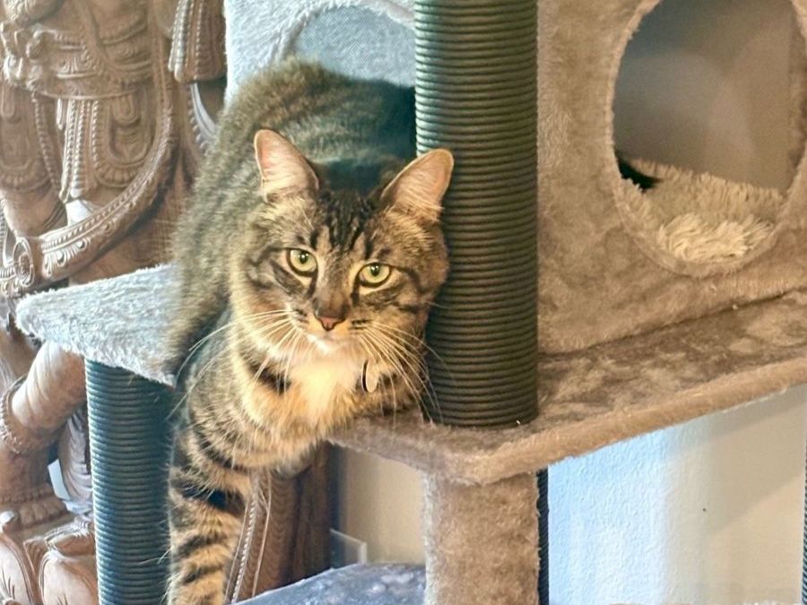 A fluffy tabby cat perched on a multi-level cat tree by a hollow cubby, with scratching posts and cozy hideouts.