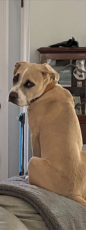 A tan dog sits on a couch facing away, near a front door with a window, indoors near a wooden cabinet.