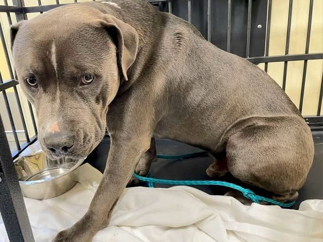 Cute brown dog in a crate, looks sad while sitting on a blanket with a water bowl beside, leash on the floor nearby.