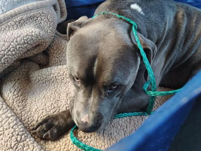 A gray pit bull mix rests on a beige blanket, tied with a green rope, looking down sadly in a cozy corner.