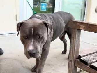 A brown/gray dog on a leash standing on a porch, looking down with a cautious expression, near a wooden bench, outside.