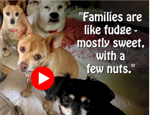 Animal Assistance League of Orange County