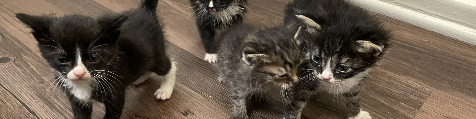 Four tiny black-and-white kittens posing on a wood floor, curious and fluffy, with one looking right at the camera.