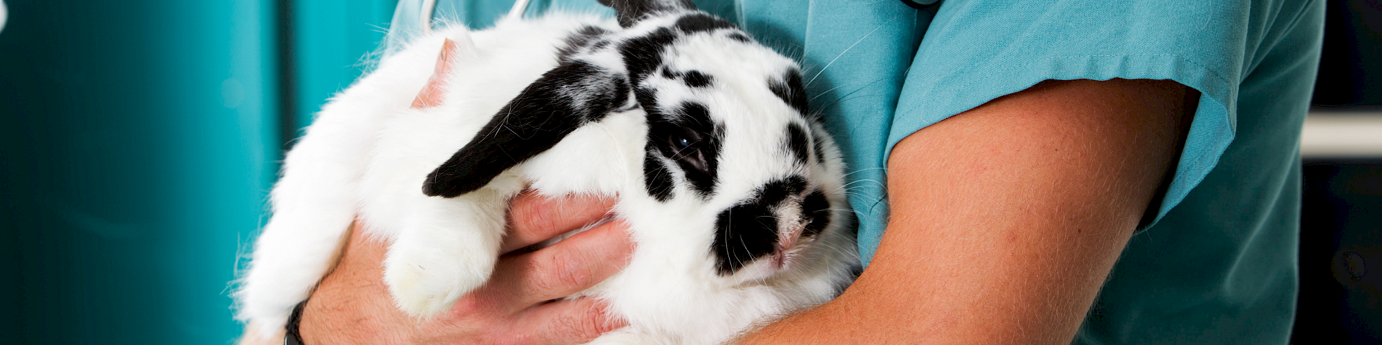 A nurse or vet in scrubs gently holds a small black-and-white rabbit, cradled in his arms, looking calm and cared for.