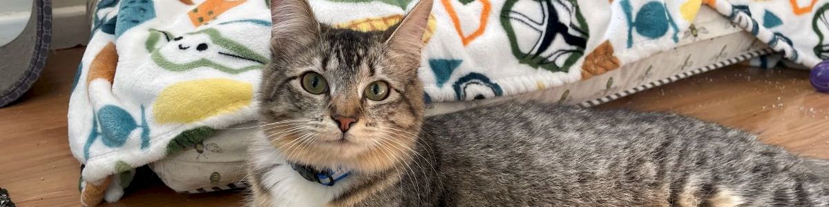 A grey tabby cat lies stretched on a wooden floor near a colorful blanket, paws extended, looking at the camera.