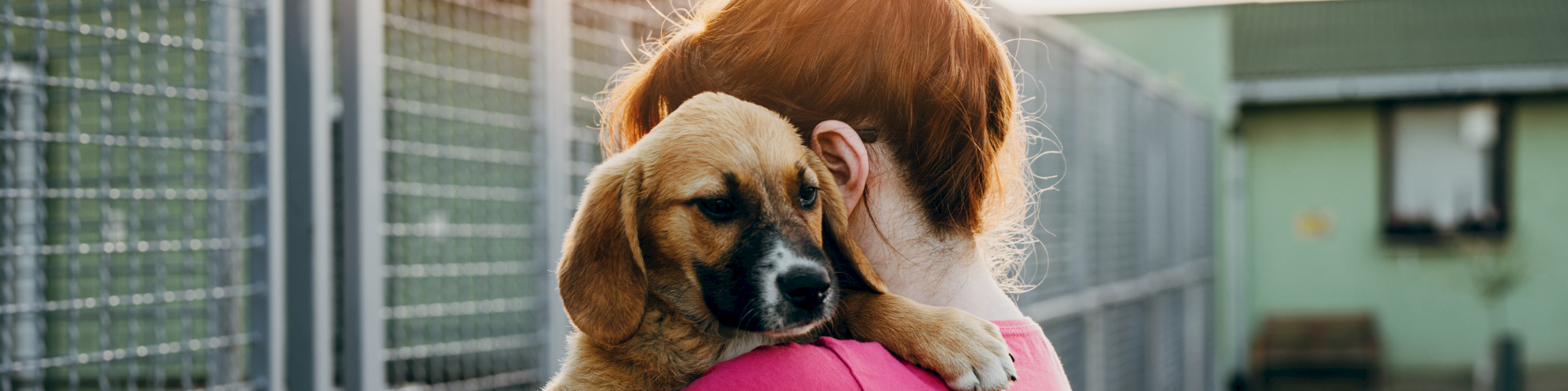 A person in a pink shirt holding a brown puppy outside near a fence, with the sun lighting the scene.
