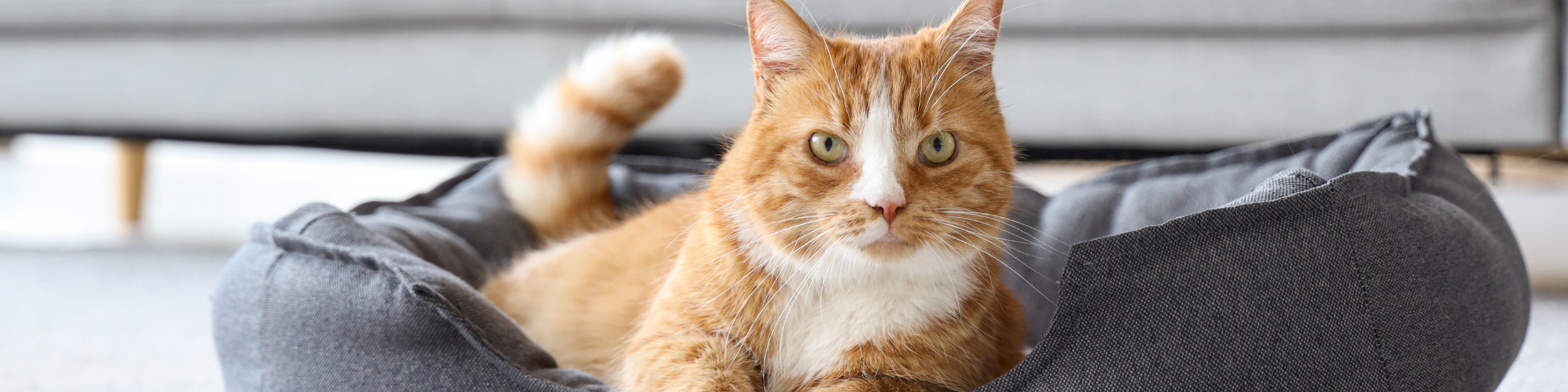 A fluffy orange cat lounging in a dark grey dog bed on a light living-room rug, with toys nearby and a pale sofa in the background.