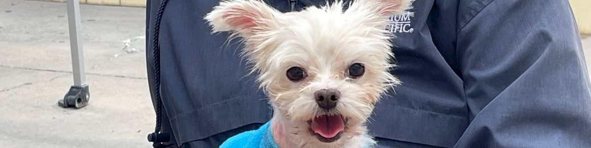 A small white yorkie in a blue sweater sits on a person&rsquo;s lap, looking at the camera with a happy expression.
