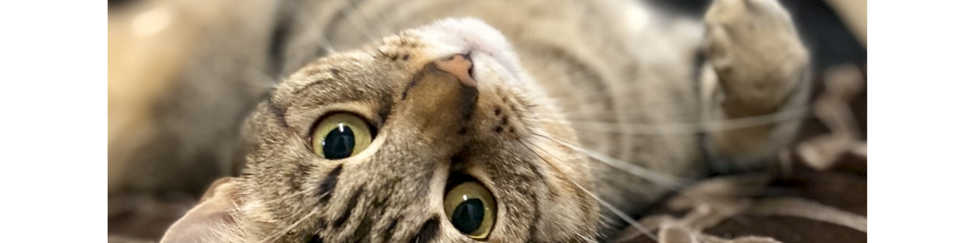 Animal Assistance League of Orange County