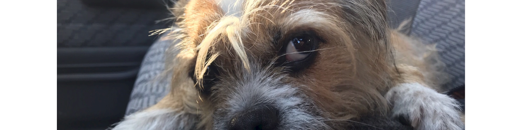 Animal Assistance League of Orange County